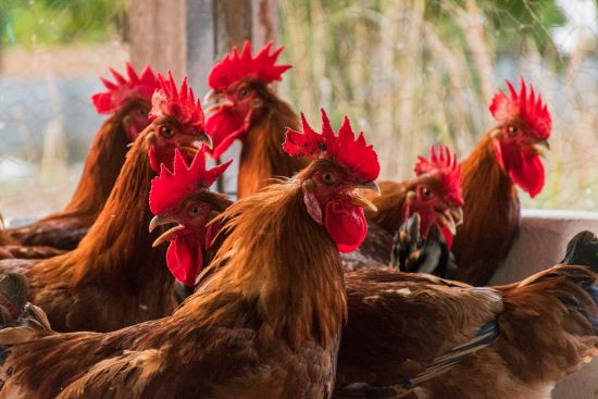 SANIDADE ANIMAL - Análises confirmam ausência de vírus perigosos nas aves e suínos do Tocantins